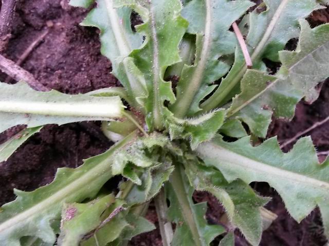 Rosetta basale di Asteraceae